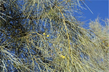 APII jpeg image of Acacia peuce  © contact APII