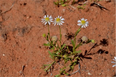 APII jpeg image of Calotis plumulifera  © contact APII