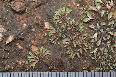 APII jpeg image of Riccia nigrella  © contact APII