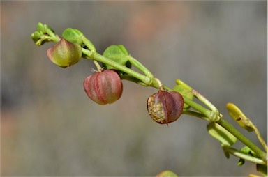 APII jpeg image of Roepera eichleri  © contact APII