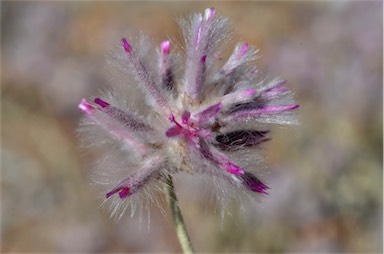 APII jpeg image of Ptilotus sessilifolius  © contact APII