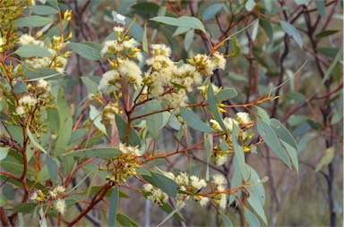 APII jpeg image of Eucalyptus socialis  © contact APII