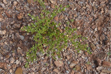 APII jpeg image of Roepera tesquorum  © contact APII