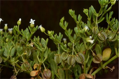 APII jpeg image of Roepera tesquorum  © contact APII