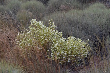 APII jpeg image of Prostanthera striatiflora  © contact APII