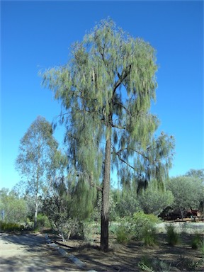 APII jpeg image of Allocasuarina decaisneana  © contact APII