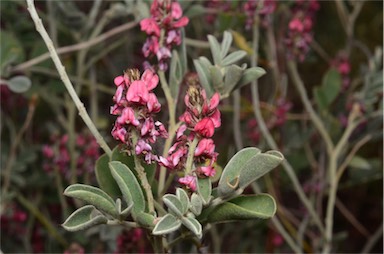 APII jpeg image of Indigofera basedowii  © contact APII