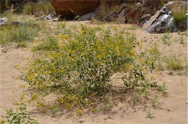 APII jpeg image of Crotalaria eremaea subsp. strehlowii  © contact APII