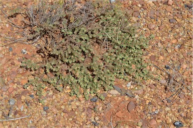 APII jpeg image of Euphorbia centralis  © contact APII