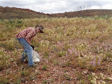 APII jpeg image of Ptilotus nobilis  © contact APII