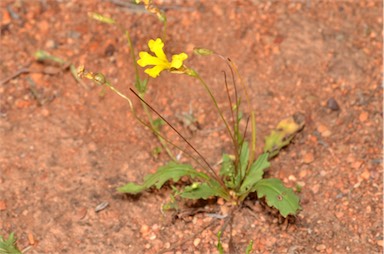 APII jpeg image of Goodenia gibbosa  © contact APII