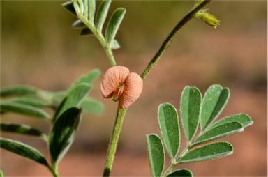 APII jpeg image of Tephrosia supina  © contact APII