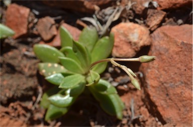 APII jpeg image of Anacampseros australiana  © contact APII