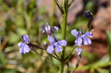 APII jpeg image of Goodenia ramelii  © contact APII