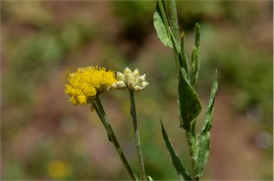 APII jpeg image of Rhodanthe tietkensii  © contact APII