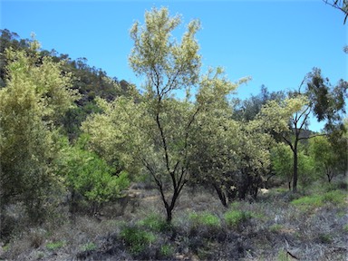 APII jpeg image of Acacia victoriae subsp. victoriae  © contact APII