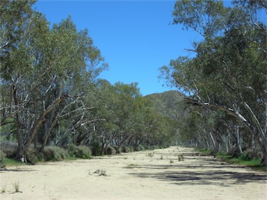 APII jpeg image of Eucalyptus camaldulensis  © contact APII