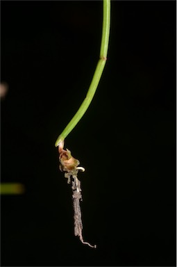 APII jpeg image of Eleocharis atricha  © contact APII