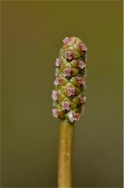 APII jpeg image of Potamogeton cheesemanii  © contact APII