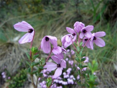 APII jpeg image of Tetratheca bauerifolia  © contact APII