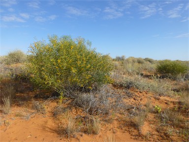 APII jpeg image of Acacia ligulata  © contact APII