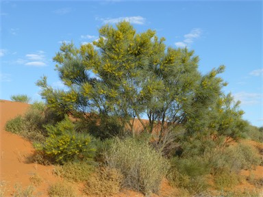 APII jpeg image of Acacia murrayana  © contact APII