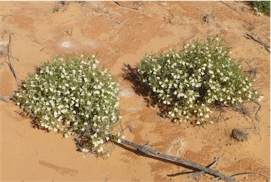 APII jpeg image of Goodenia collaris  © contact APII