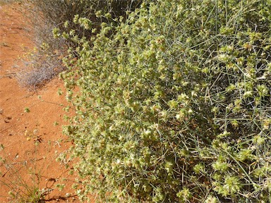 APII jpeg image of Zygochloa paradoxa  © contact APII