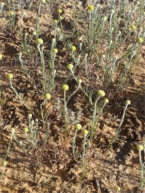 APII jpeg image of Trichanthodium skirrophorum  © contact APII