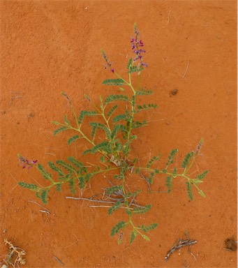 APII jpeg image of Swainsona affinis  © contact APII