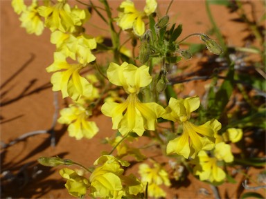 APII jpeg image of Goodenia cycloptera  © contact APII