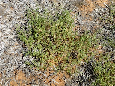 APII jpeg image of Roepera similis  © contact APII