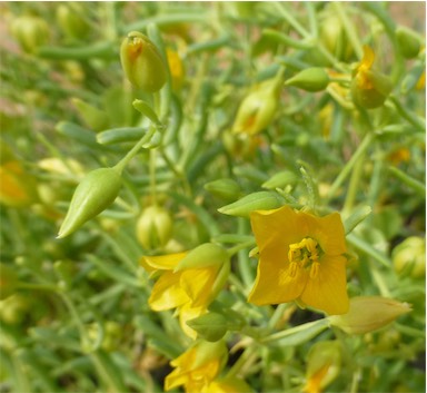 APII jpeg image of Roepera aurantiaca subsp. aurantiaca  © contact APII