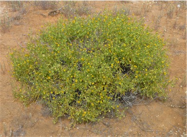 APII jpeg image of Roepera aurantiaca subsp. simplicifolia  © contact APII