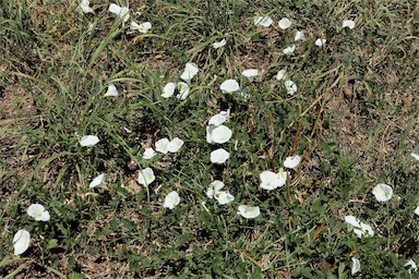 APII jpeg image of Convolvulus arvensis  © contact APII