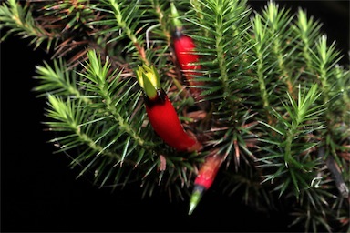 APII jpeg image of Astroloma foliosum  © contact APII