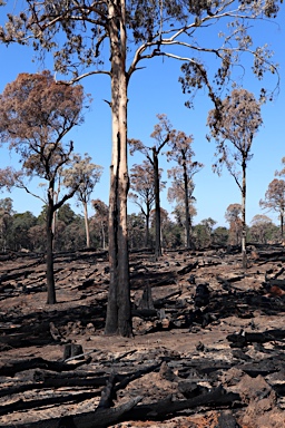 APII jpeg image of Eucalyptus nitens  © contact APII