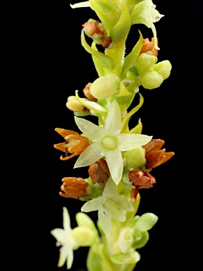 APII jpeg image of Dielsiodoxa propullulans  © contact APII