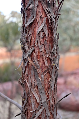 APII jpeg image of Acacia desmondii  © contact APII