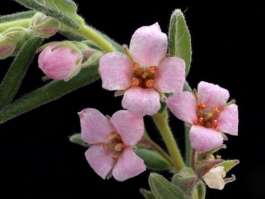 APII jpeg image of Zieria veronicea  © contact APII