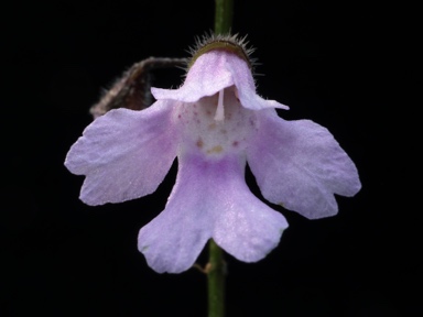 APII jpeg image of Prostanthera spinosa  © contact APII