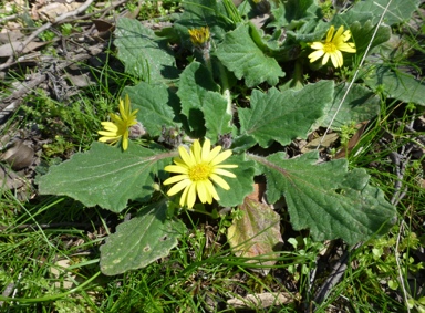 APII jpeg image of Cymbonotus preissianus  © contact APII