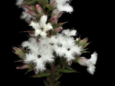 APII jpeg image of Styphelia attenuata  © contact APII