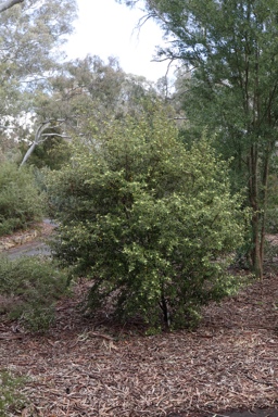 APII jpeg image of Asterolasia 'Lemon Essence'  © contact APII