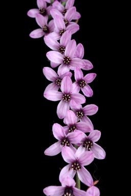 APII jpeg image of Tetratheca gunnii  © contact APII