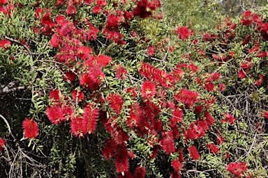 APII jpeg image of Callistemon citrinus 'Firebrand'  © contact APII