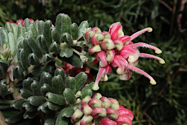 APII jpeg image of Grevillea 'Winter Wonder'  © contact APII