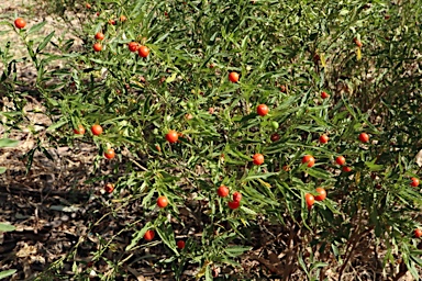 APII jpeg image of Solanum pseudocapsicum  © contact APII