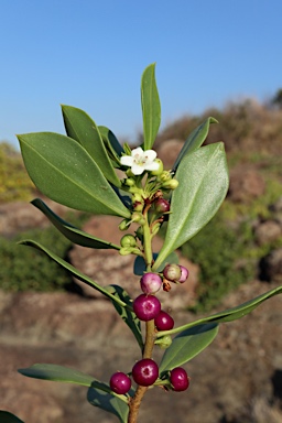 APII jpeg image of Myoporum insulare  © contact APII