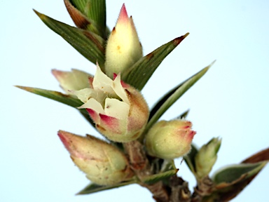 APII jpeg image of Melichrus urceolatus  © contact APII